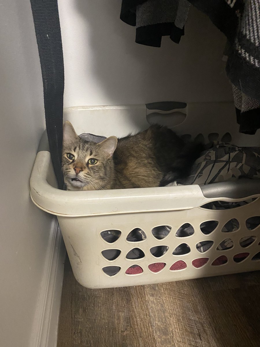 Easton stole my fricken laundry basket! 🤬😡🐾