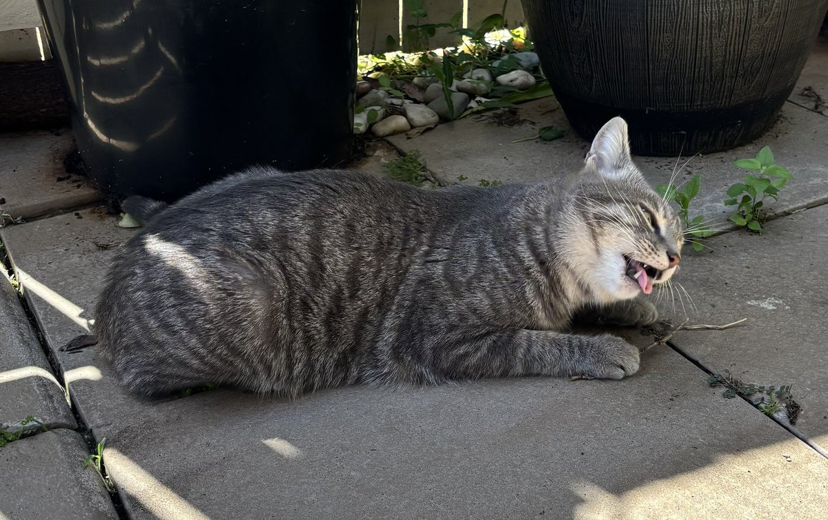 Nyarm Nyarm, Delicious Sticks!!