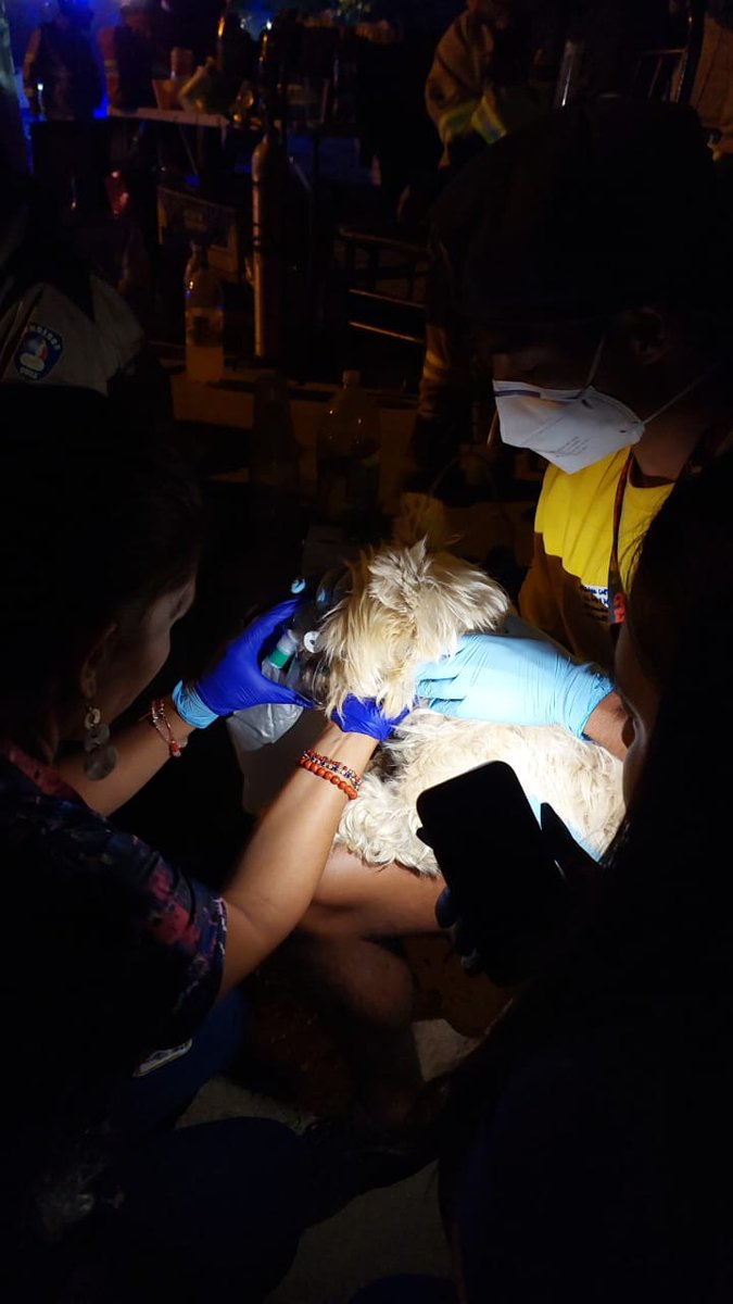 alegriagonzaa's tweet photo. 23:30 | 🚨#URGENTE #CajónDelMaipo Se necesitan insumos médicos, sobre todo oxígeno para animales afectados por INCENDIO FORESTAL "El Canelo"

@reddeemergencia @carlos_tmk @cleivamoris @djgraff_German @AIexis___  @carolinapinoc @PerrosPlazaHuem https://t.co/XiX41R1ei8