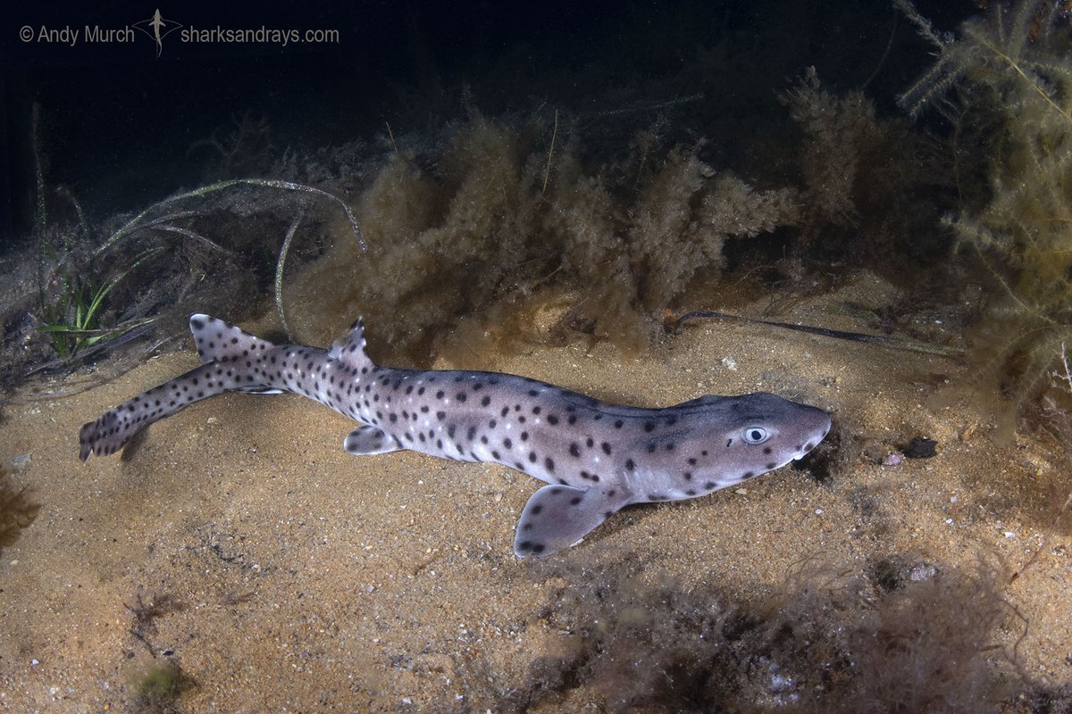 Big Fish Expeditions tweet media