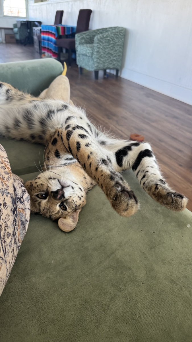 It’s been so cold, so Norman is still hanging out in the sunroom. He is looking pretty darn comfy. He might be in for a bit of an adjustment when he gets moved outside! 

#serval #daretocare #carerescuetexas