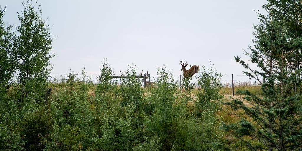 ALUS_Solutions's tweet photo. #DYK ALUS participants have helped introduce and actively manage over 52,000 acres of nature on the Canadian landscape since 2000!
For this #SundayNightLongRead learn more about the importance of ecological corridors!
https://t.co/vsi17W1uT3
#CdnAg #Nature #Connectivity https://t.co/D7umvRszEQ
