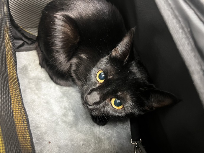 NYCDEATHROWCATS's tweet photo. THERE ARE 30 ANIMALS ( 14 CATS &amp; 16 DOGS)  AT RISK FOR TUESDAY 01/21/25 DEADLINE IS NOON. PLEASE SHARE, FOSTER, ADOPT, TAG FRIENDS, POST TO SOCIAL MEDIA SITES, PLEDGE TO  HELP SAVE THEIR LIVES. NEW PHOTOS. https://t.co/Rt2PL8RIF6 https://t.co/FSbXpJAqzV