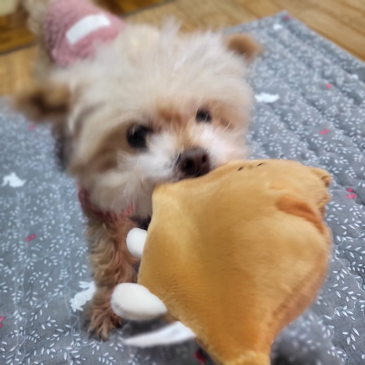 nsu04009's tweet photo. 내꺼야 https://t.co/lvQog524zT
