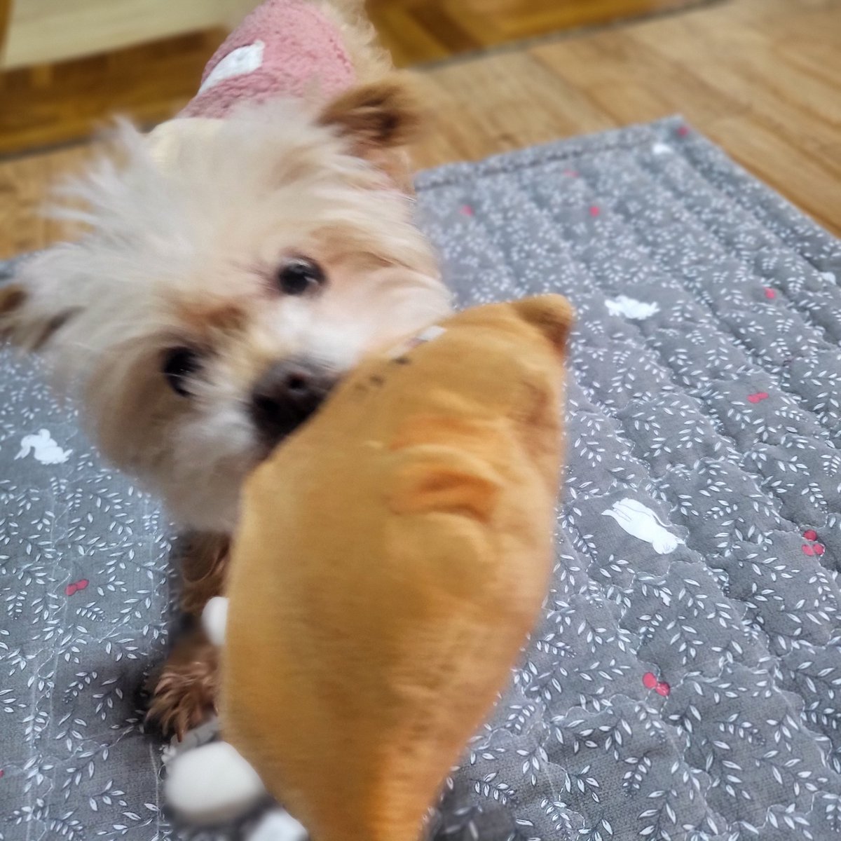 nsu04009's tweet photo. 내꺼야 https://t.co/lvQog524zT