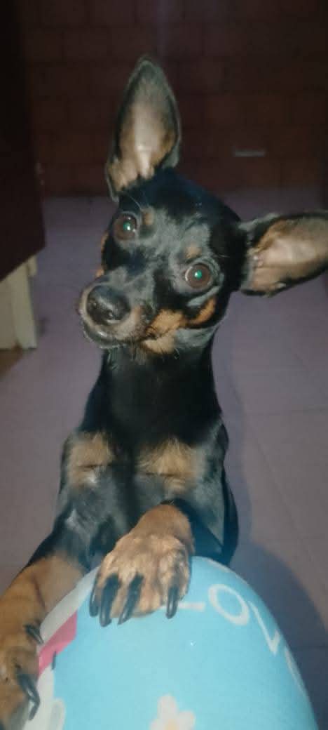 PerroUsuario's tweet photo. Perro perdido aproximadamente a las doce del medio día. Responde al nombre de Loky tiene un año y medio de edad, es muy cariñoso y dado con las personas por favor si lo ven comunicarse al número. 04242940669 sector Ruiz Pineda la montañita. Caracas https://t.co/kbNn31moHg