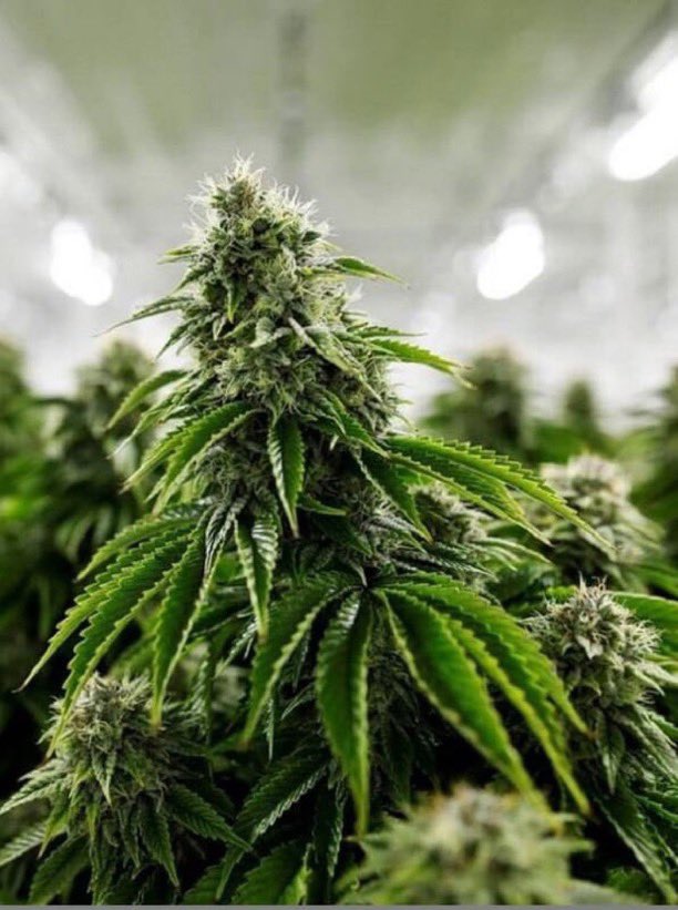 Stoner Barbie tweet media