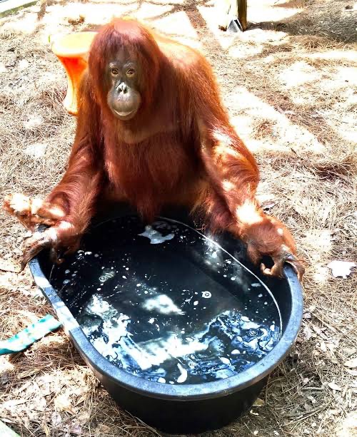 ApeMumma's tweet photo. ouuggh dirty baby. must bathe..

come here mumma wash https://t.co/oL4qCc8kWM