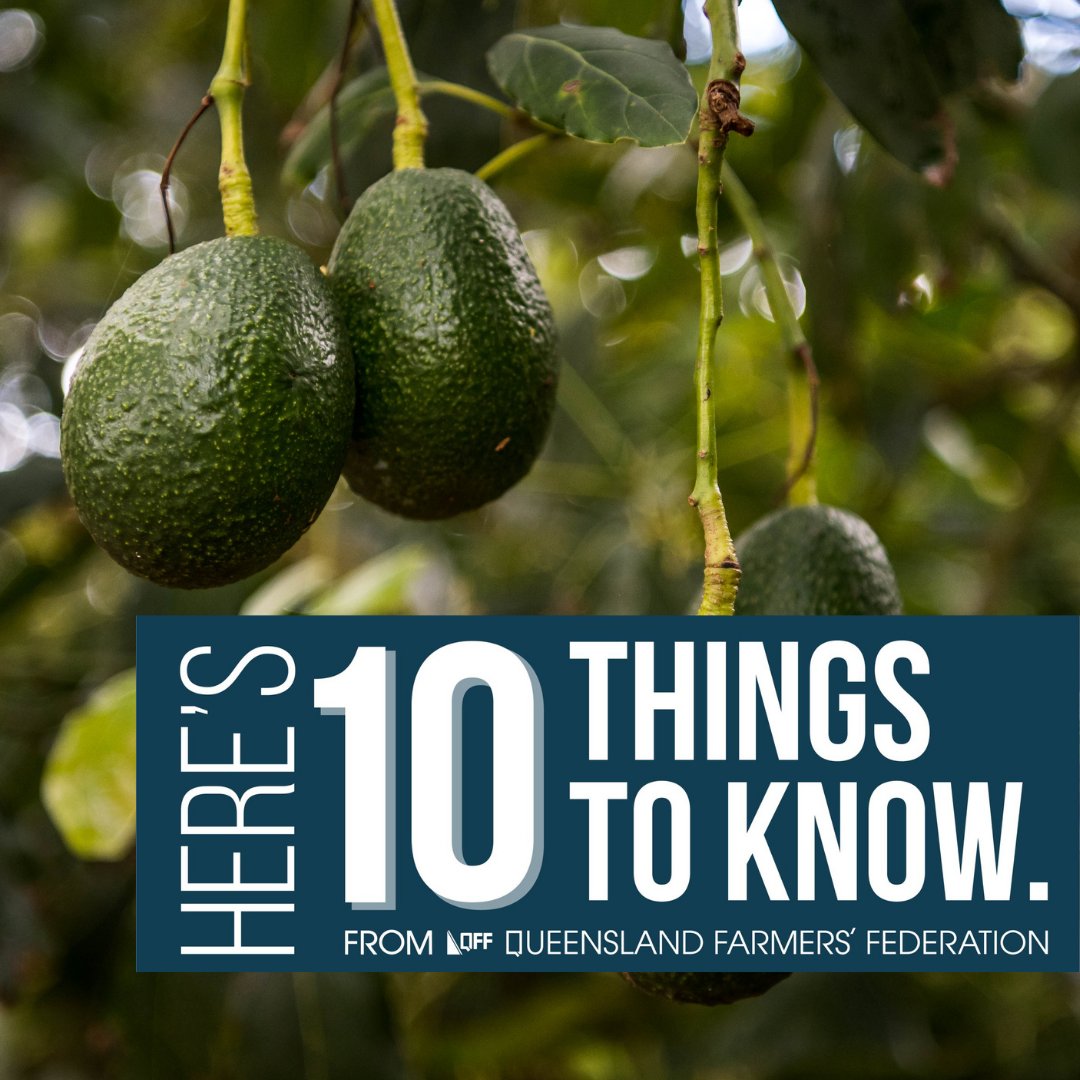 Queensland Farmers' Federation (@qldfarmers) on Twitter photo ๐ฅQFVG have published a story highlighting the journey of 3 #avocado farmers.
๐ As part of the ongoing effort to raise awareness of the dangers of off-target spraying, <a href="/CottonAustralia/">Cotton Australia</a> urge farmers to 'Bee Aware' of bee hives in their regions.
๐ bit.ly/40qpsCY ๐ฅQFVG have published a story highlighting the journey of 3 #avocado farmers.
๐ As part of the ongoing effort to raise awareness of the dangers of off-target spraying, <a href="/CottonAustralia/">Cotton Australia</a> urge farmers to 'Bee Aware' of bee hives in their regions.
๐ bit.ly/40qpsCY