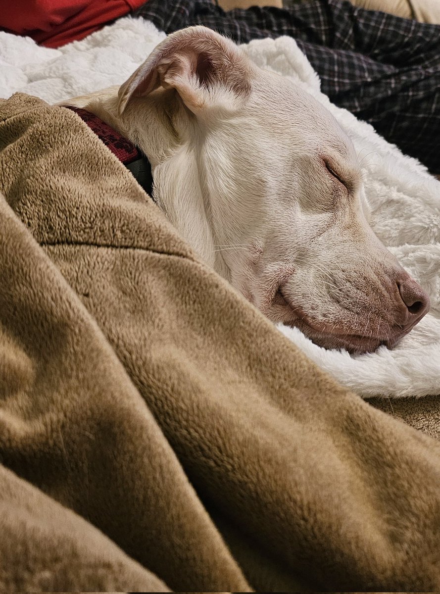 drnik46's tweet image. Honk shoo #RubyRoo #Rhubarb