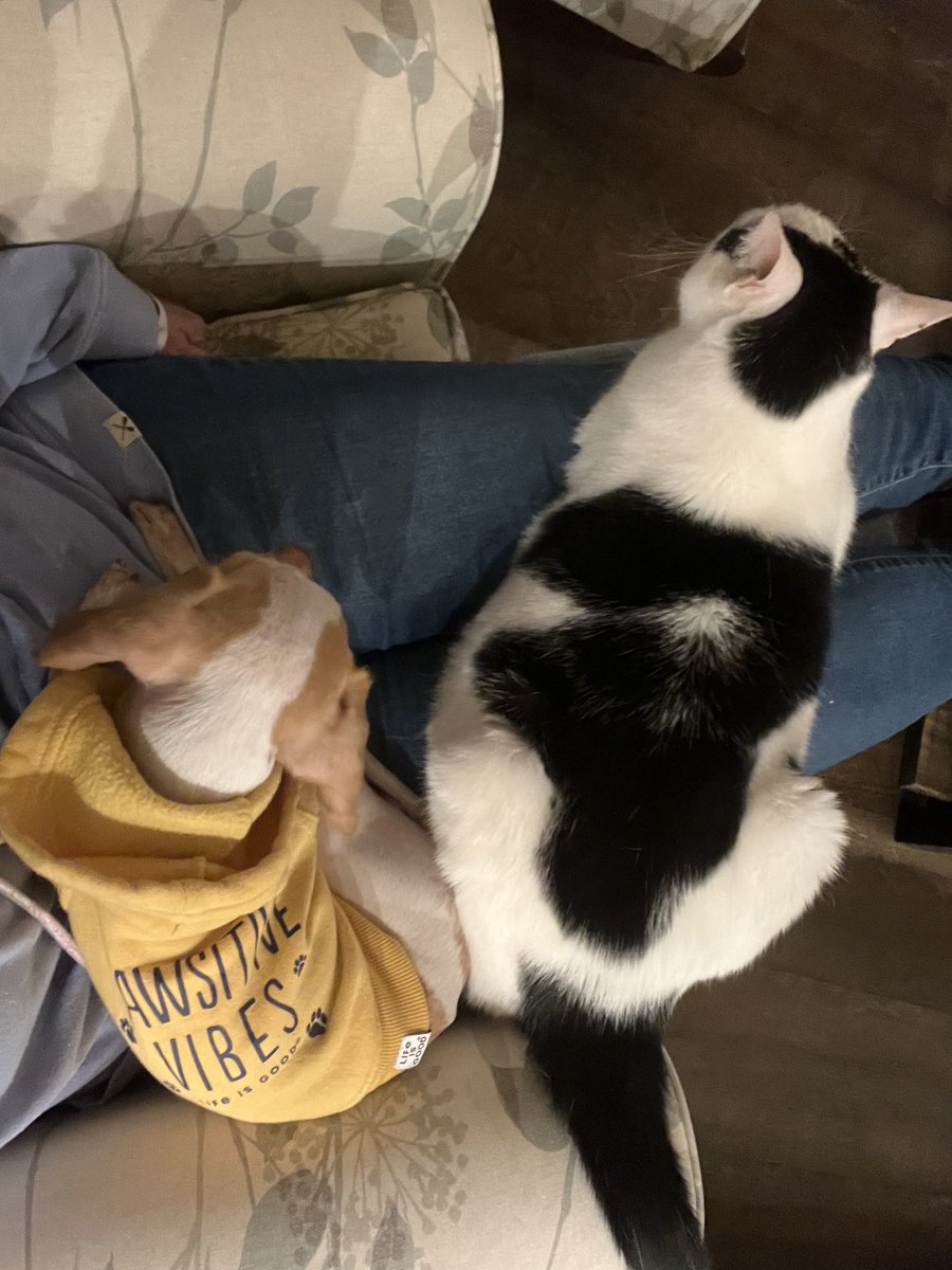 LemonBeagleBeau's tweet photo. I was a good boy and let Trey share a spot on Mom tonight. #catbrother #heckcancer #livingmybestlife #pocketbeagle #lemonbeagle #beagle #dogsoftwitter #dogsofx https://t.co/crmmQ5XSOu