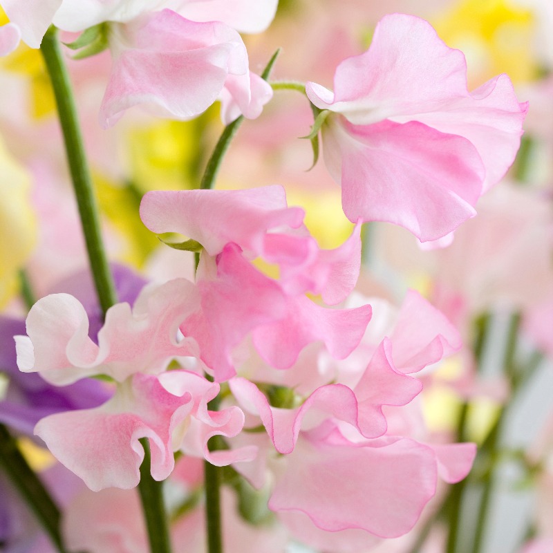 eflora_official's tweet photo. 今日は #スイートピーの日 🦋
スイートピーは1枚、2枚、1枚と3種類の花びらからなる花という由来から、1月21日が制定されました。

甘い香りと優しい色合いが特徴的で、ひらひらとした花びらが可憐なお花で、とても人気が高いお花。
この時期の店頭には多く並んでいます💐