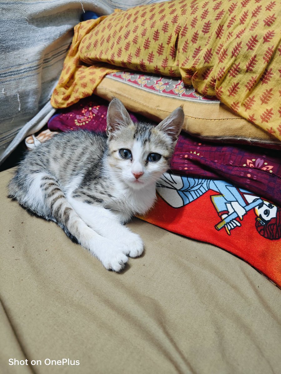 Praveen95_twits's tweet photo. Good Morning 🌄💥✨🪄😼😼😌💌
#GoodMorningEveryone
#MondayVibes
#WeekStarts https://t.co/ugCNtzQRUj