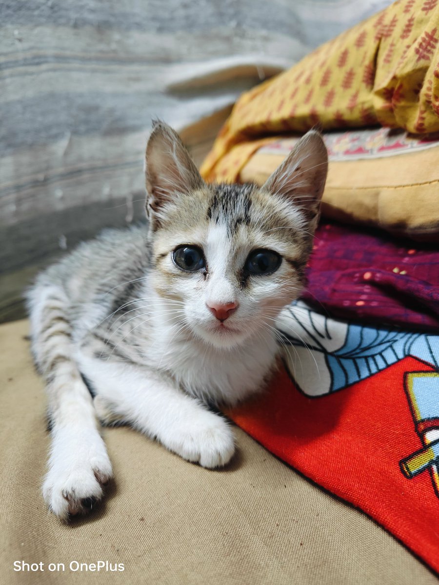 Praveen95_twits's tweet photo. Good Morning 🌄💥✨🪄😼😼😌💌
#GoodMorningEveryone
#MondayVibes
#WeekStarts https://t.co/ugCNtzQRUj