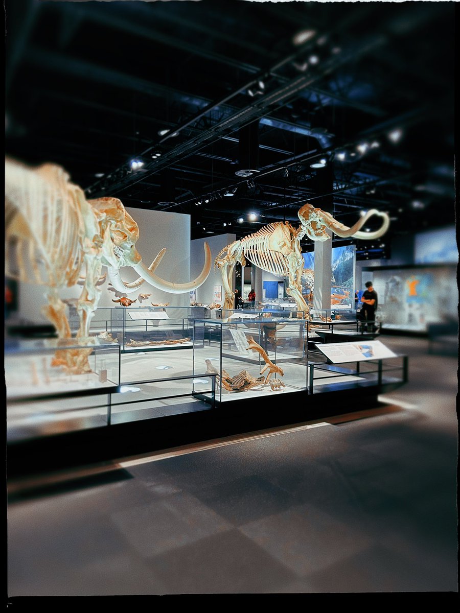 Kailey | Rather be dead than cool ☠️ (@numinous_wonder) on Twitter photo What does one do on a typical day that’s -30 outside? Go to the <a href="/RoyalAlberta/">Royal Alberta Museum</a> of course. 🦴😉 #yeg #myphotography What does one do on a typical day that’s -30 outside? Go to the <a href="/RoyalAlberta/">Royal Alberta Museum</a> of course. 🦴😉 #yeg #myphotography