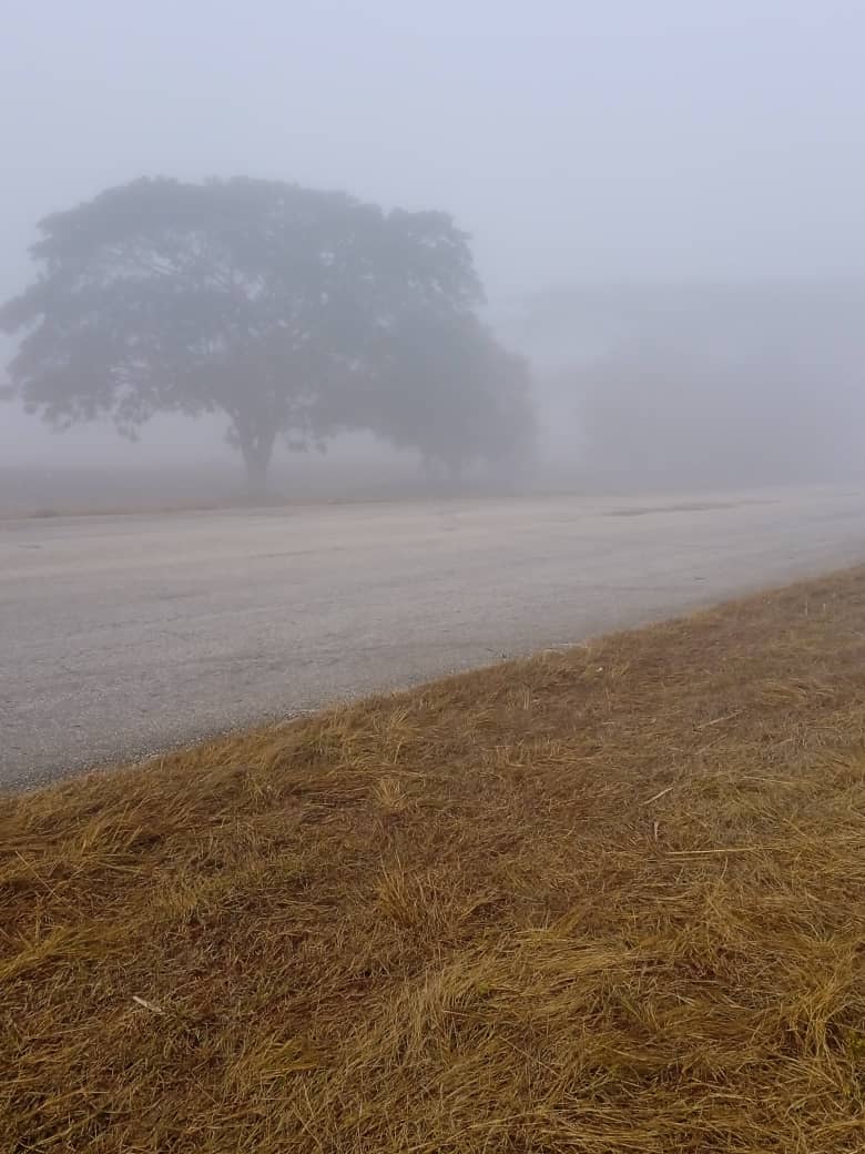 RodriguezM68855's tweet photo. Controlan  autoridades en #Taguasco la zafra azucarera desde los pelotones cañeros ,la fuerte neblina no impide que estos hombres y mujeres sigan dando el máximo para asegurar la molienda.#SanctiSpíritusEnMarcha @AlexisLorente74 @AidaDiazFernnd1 https://t.co/pYGY1cFnlO