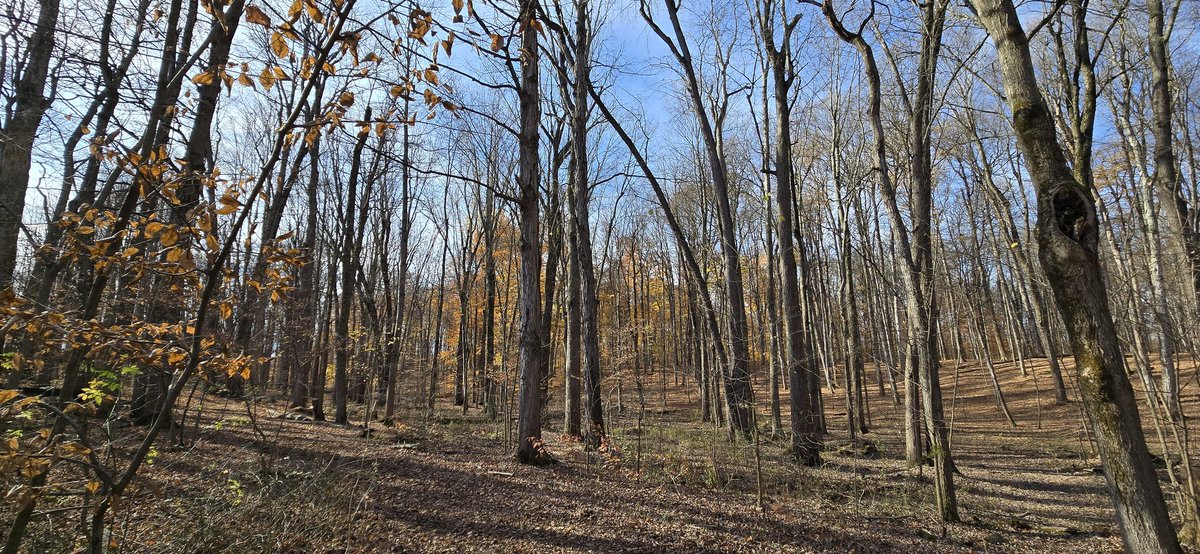 gboatman12's tweet photo. Today in Gospel Doctrine,  I discussed the importance of place. 

Where the First Vision happened matters. It couldn't have happened just anywhere. The culture, the events, & the people in the Palmyra region all influenced & nudged Joseph Smith to the Sacred Grove.

The rest is history . . . Sacred history