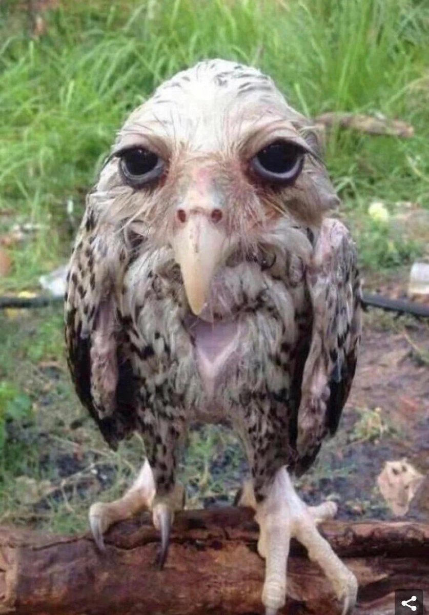 C8lynY's tweet photo. @sexyassmf6969 WHY AM I CATCHING STRAYS LIKE THIS?!?????? https://t.co/oCfpGEmTLp