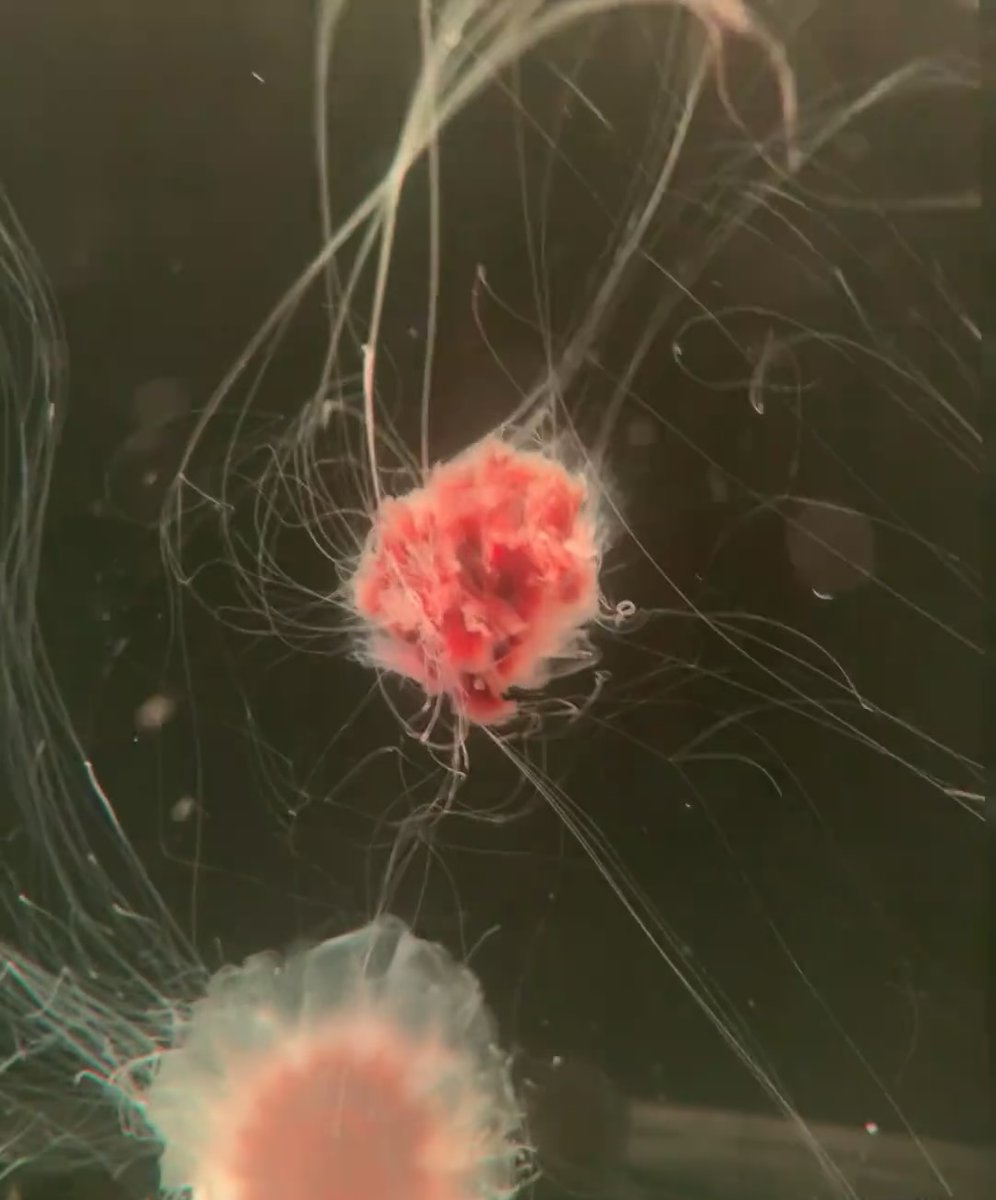 DonnaMartin87's tweet photo. Jellyfish have no heart, but are free and happy. #Jellyfish https://t.co/si4NJc62SH