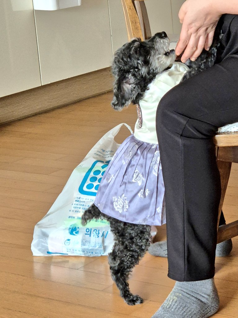 설에 입힐 강쥐한복 도착해서 입혀봤는데 진심 전혀전혀 후회X
왜 샀냐고 하던 엄마가 밤비가 입은거 보더니 잘 샀다고 바로 말 바꿈