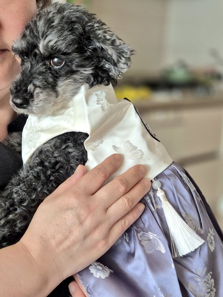 후회 안하는 강쥐 한복.
이제 밤비 세뱃돈도 준비해야함.