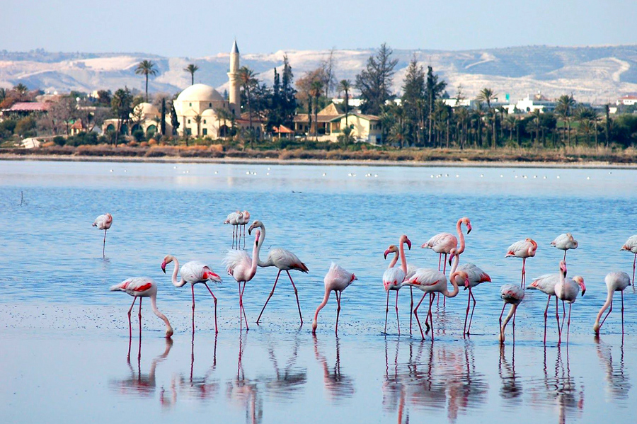 🌊 Discover Larnaca, Cyprus ✨
🏝️ Must-visit spots:
🔹 Finikoudes Beach 🌴
🔹 Salt Lake &amp; pink flamingos 🦩
🔹 St. Lazarus Church ⛪
🔹 Hala Sultan Tekke 🌙
Adventure, culture, &amp; sunsets await. 🌅
✈️ Book your tickets now: eurodirections.com/larnaca-flight…
#Larnaca #Cyprus
