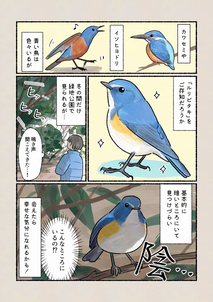 幸せの青い鳥？」 なかなか見られないので会えたらラッキー！