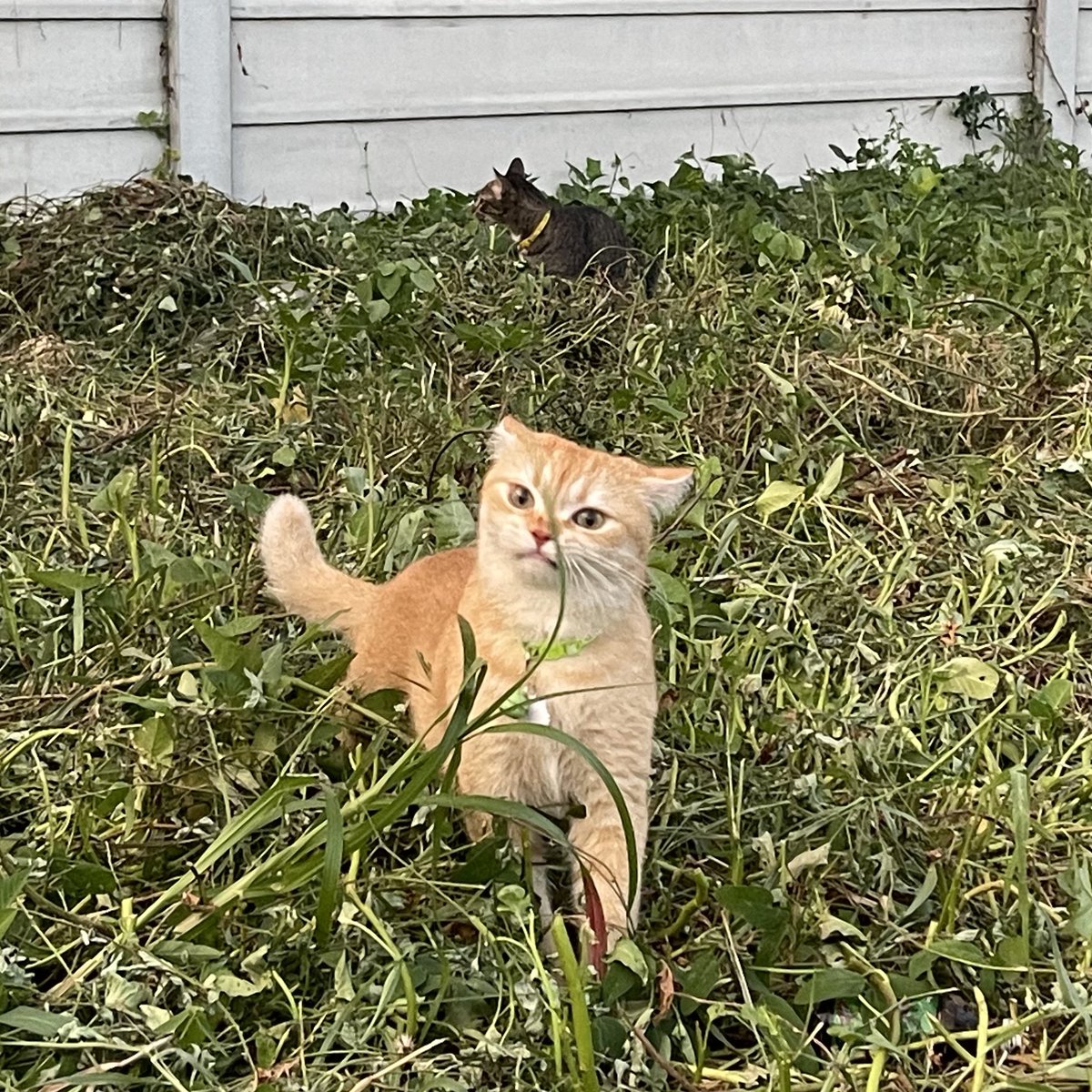 realpb61 tweet media