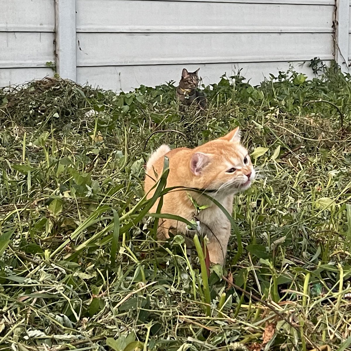 realpb61 tweet media