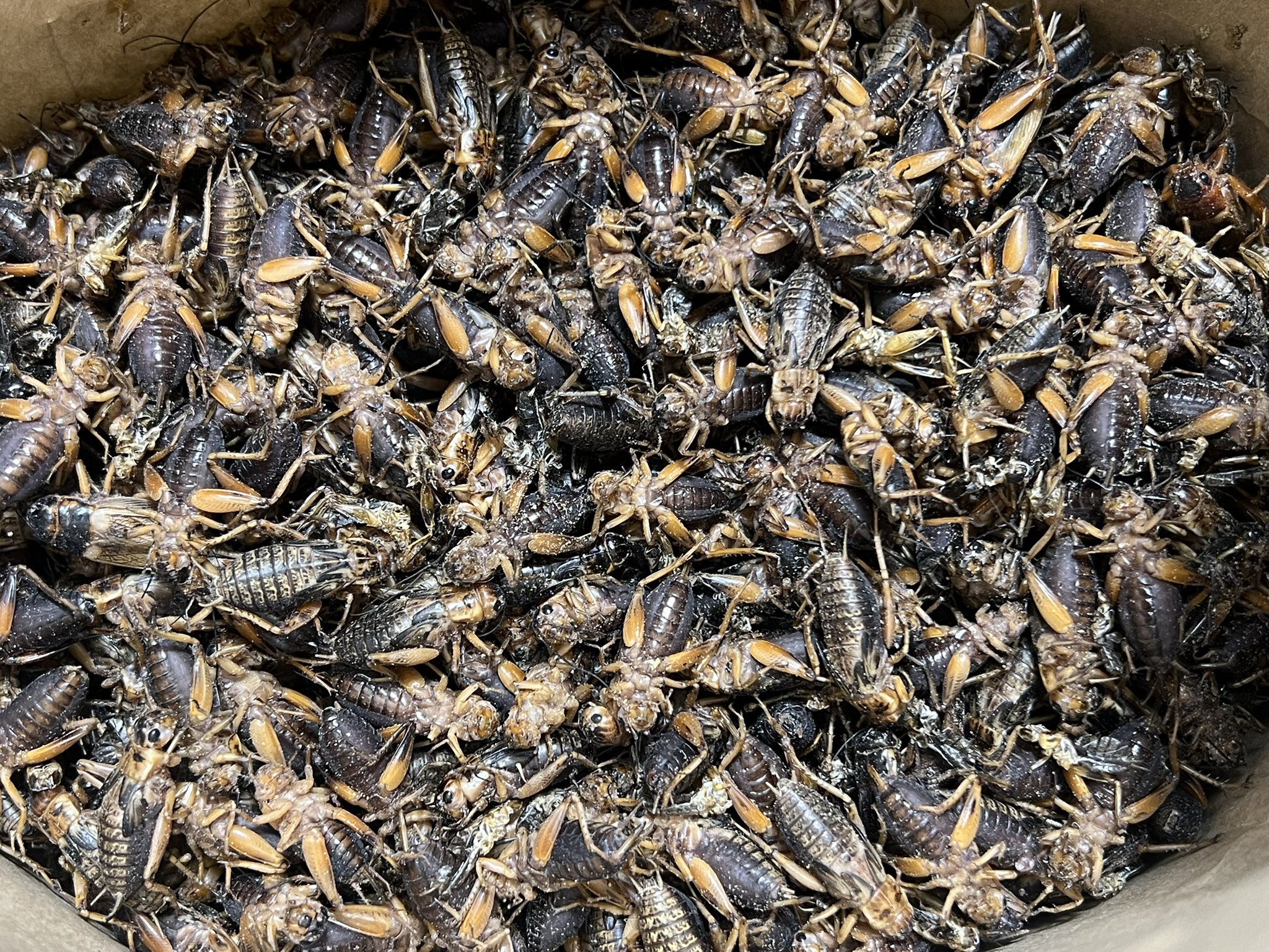 北陸中部関西中国四国地方の方　冷凍コオロギ1kg M・Lサイズ　フタホシコオロギ 北陸中部関西中国四国地方の方 冷凍コオロギ1kg M・Lサイズ