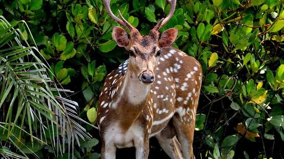 সুন্দরবনের জোংডা এলাকা থেকে ২৫ কেজি হরিণের মাংস জব্দ