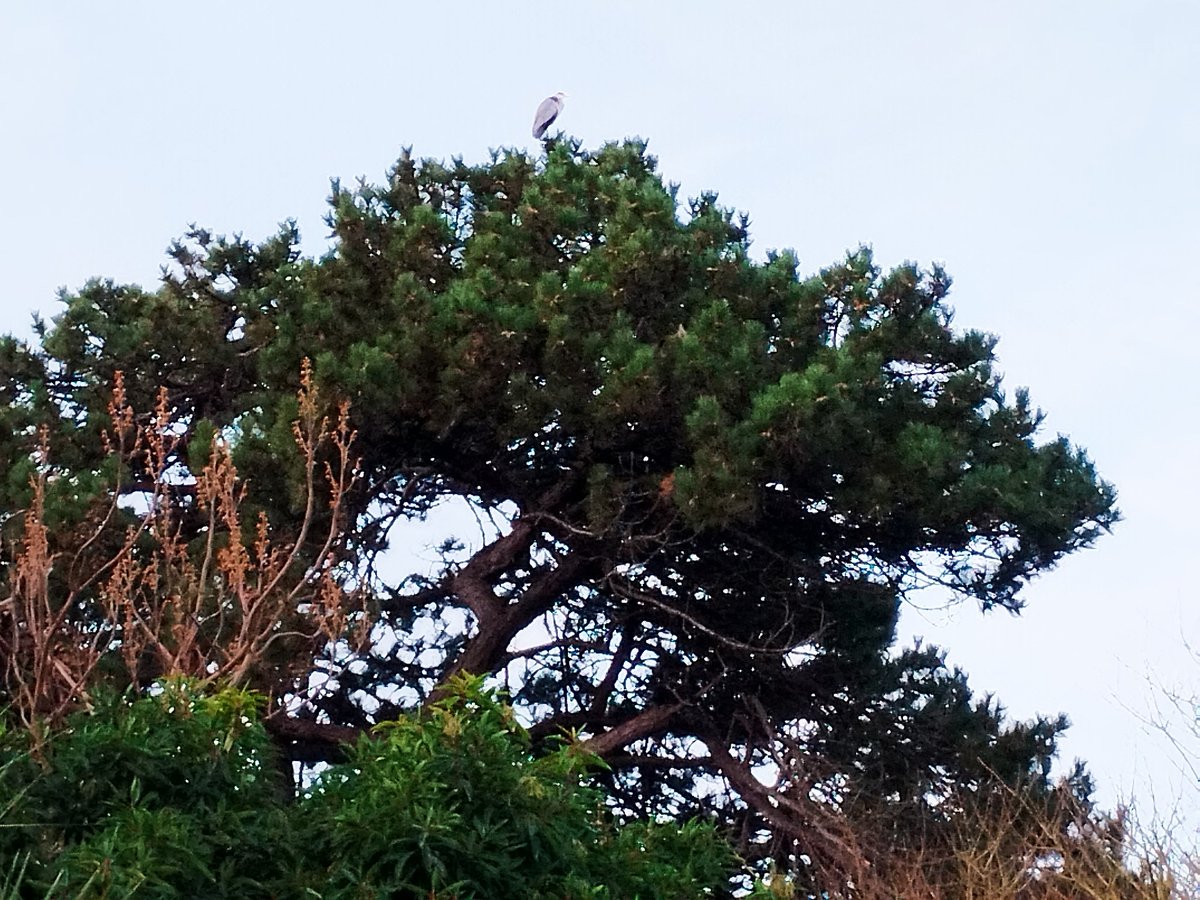 A grey heron (Ardea cinerea) daily perches in the pine near the courtyard pool, watching over <a href="/Ventnor_Botanic/">Ventnor Botanic Garden</a>