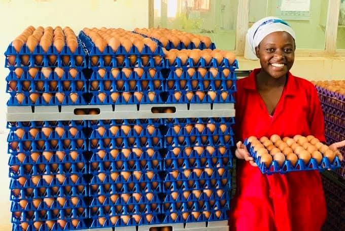 YesAlexisRwanda's tweet photo. Meet one of our farmers who transitioned to sustainable egg farming.🥚 What advice would you give them for continued success?
continued success?
💬Share your tips below👇
in the comments!
#EggFarming
#FarmersFirst
#FutureOfEggs #EcoFriendlyAgriculture
@EggGoRwanda https://t.co/vcVav42gZj