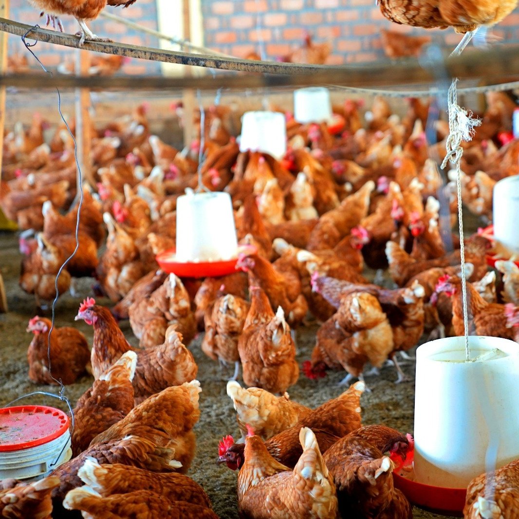 YesAlexisRwanda's tweet photo. Meet one of our farmers who transitioned to sustainable egg farming.🥚 What advice would you give them for continued success?
continued success?
💬Share your tips below👇
in the comments!
#EggFarming
#FarmersFirst
#FutureOfEggs #EcoFriendlyAgriculture
@EggGoRwanda https://t.co/vcVav42gZj