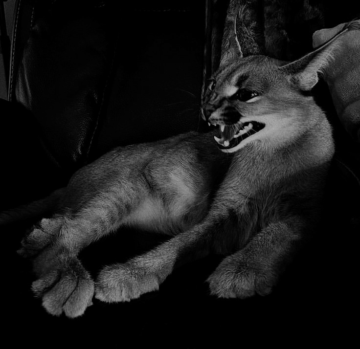 ៸៸ 𝐀𝐌𝐀𝐑͟𝐀 * tweet media