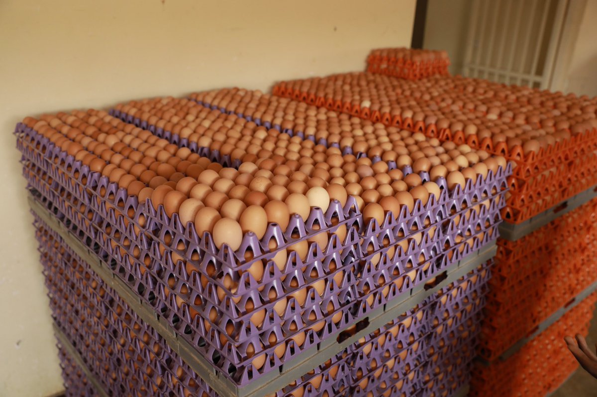 YesAlexisRwanda's tweet photo. Meet one of our farmers who transitioned to sustainable egg farming.🥚 What advice would you give them for continued success?
continued success?
💬Share your tips below👇
in the comments!
#EggFarming
#FarmersFirst
#FutureOfEggs #EcoFriendlyAgriculture
@EggGoRwanda https://t.co/vcVav42gZj