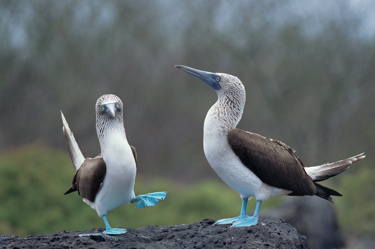 Today is Blue Monday, so I thought I'd share this picture of a pair of blue-footed boobies to cheer everyone up, because who doesn't love a pair of boobies? 😏
#BlueMonday