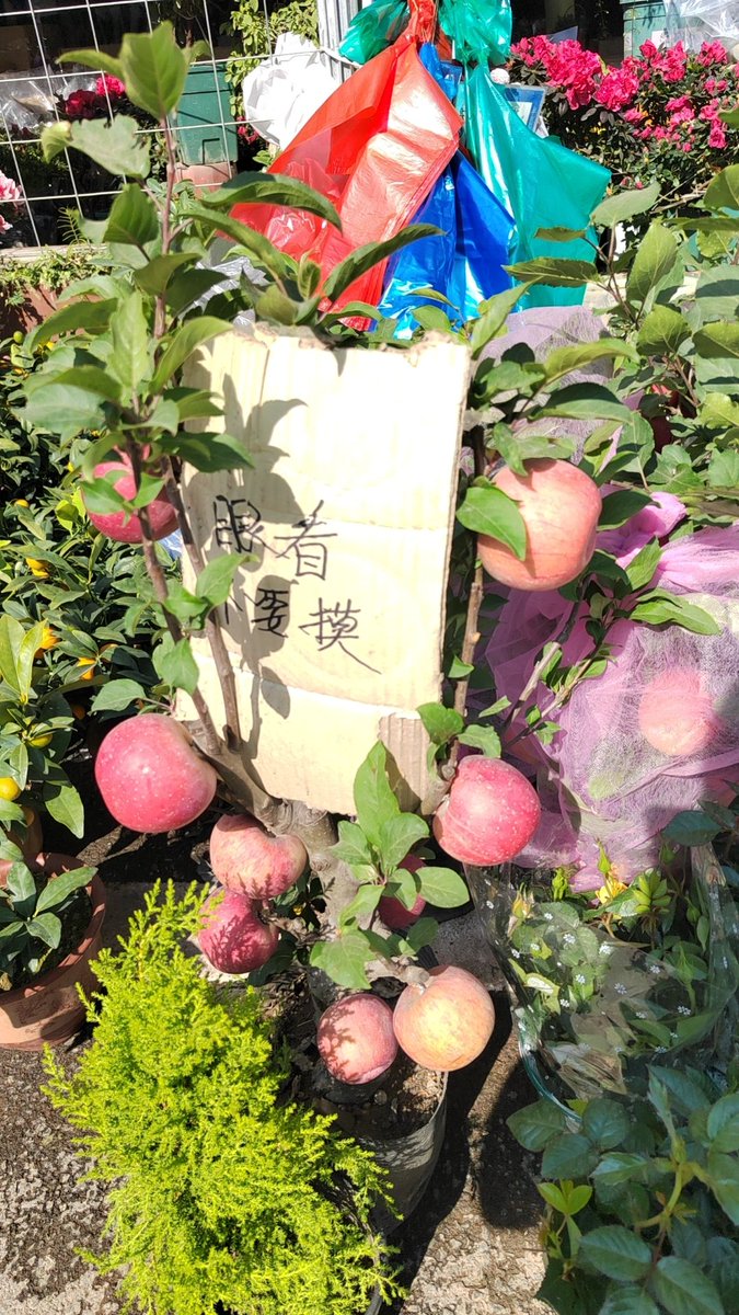 真有这么小的苹果树吗