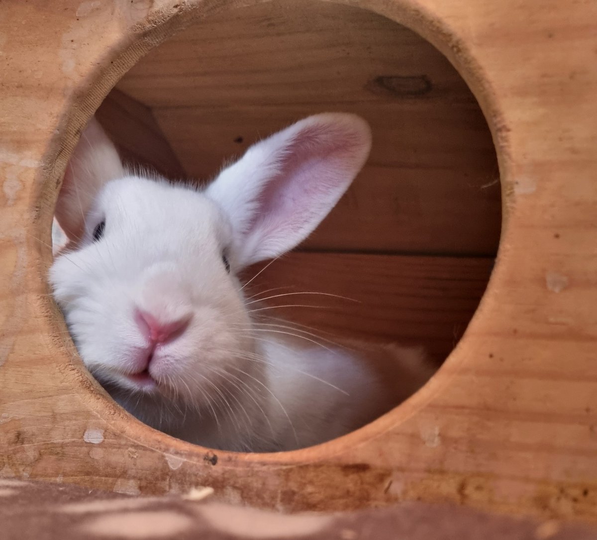 Schnuppe24's tweet photo. Huhu, guten morgen von uns ✨️ https://t.co/EnjhyuiOs9