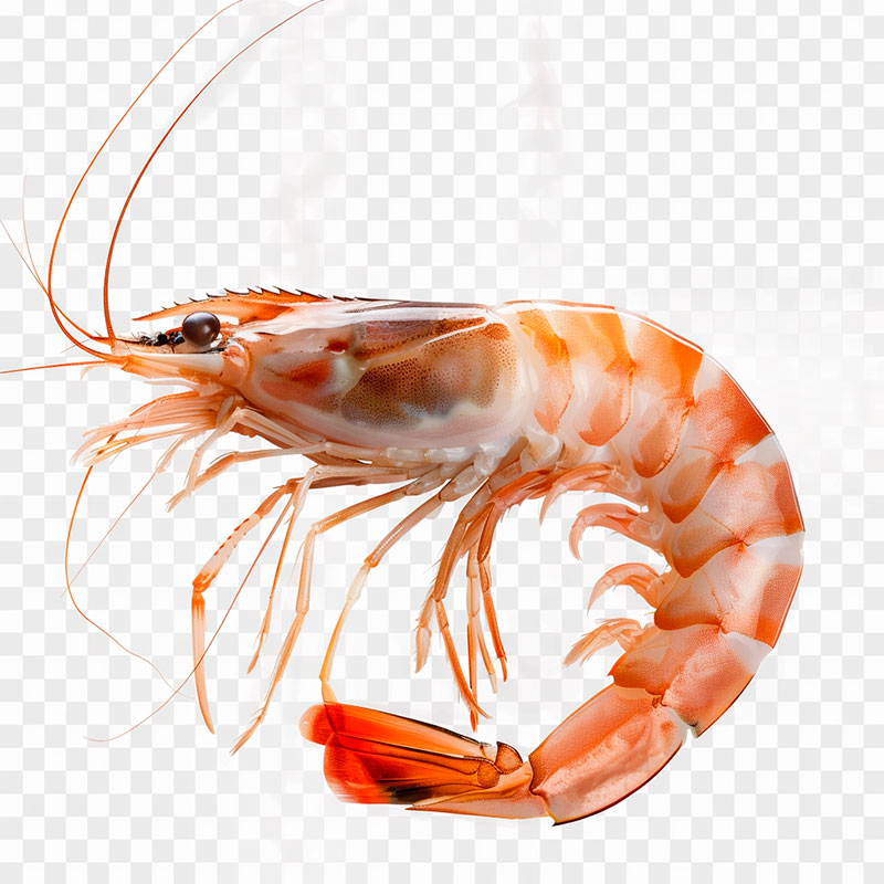 Shocker_Police's tweet image. #креветка #доставка #крым  #заморозка 
Креветка оптом, доставка
sevsloyki.ru/krevetka/