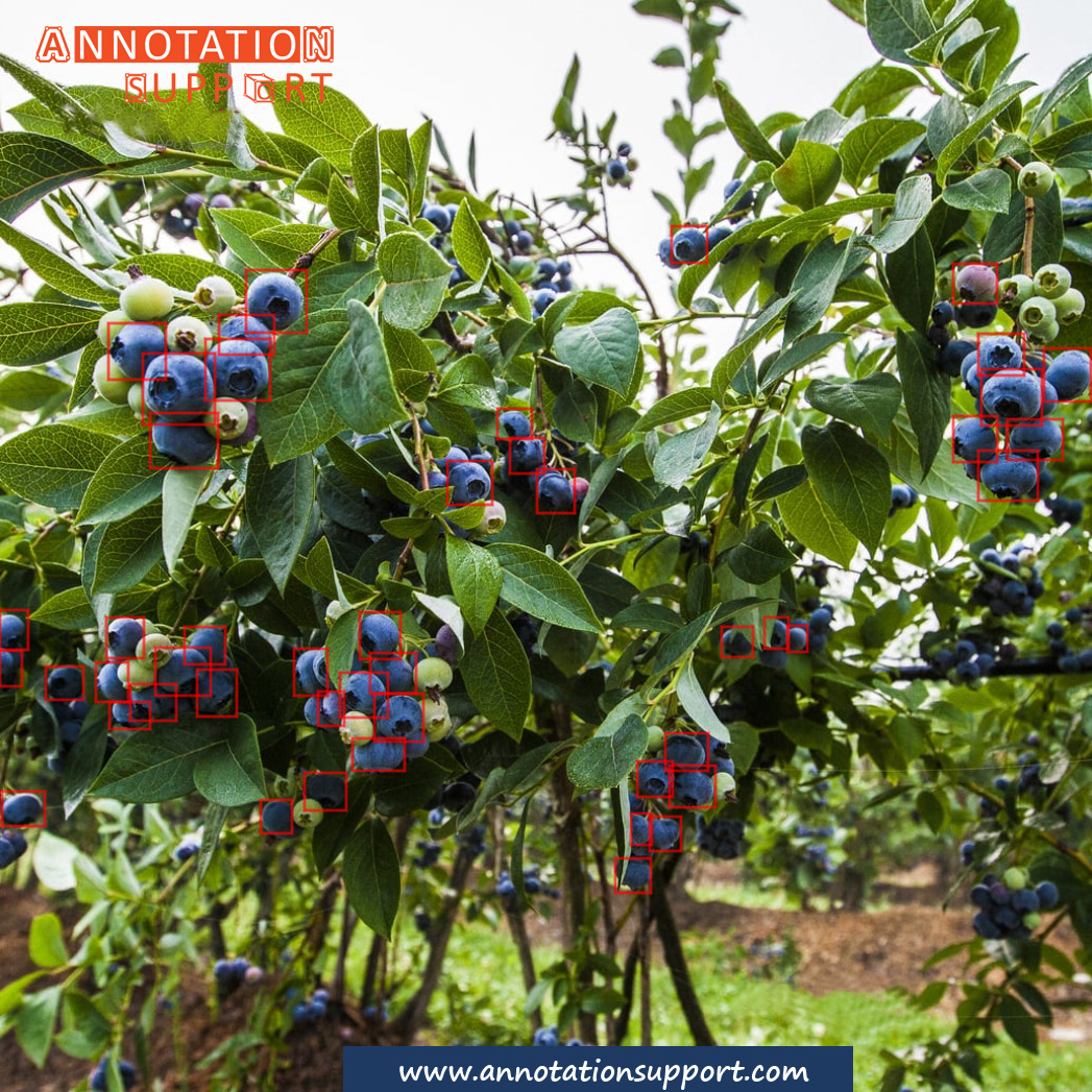 AnnotationSup's tweet image. AI for Agriculture 
Our project of Bounding box annotation for Agritech Industry
 To know more details:annotationsupport.com/boundingbox-an…… #boundingbox #dataannotation #agriculture #ArtificialIntelligence