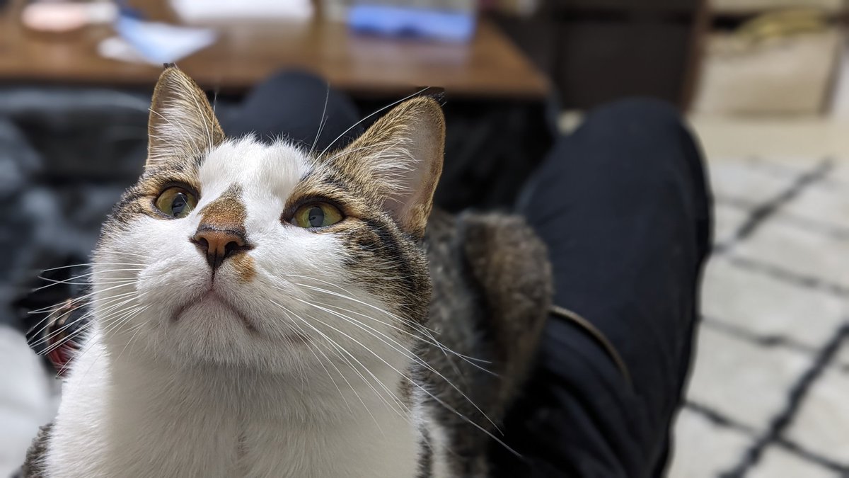 ごっさん tweet media