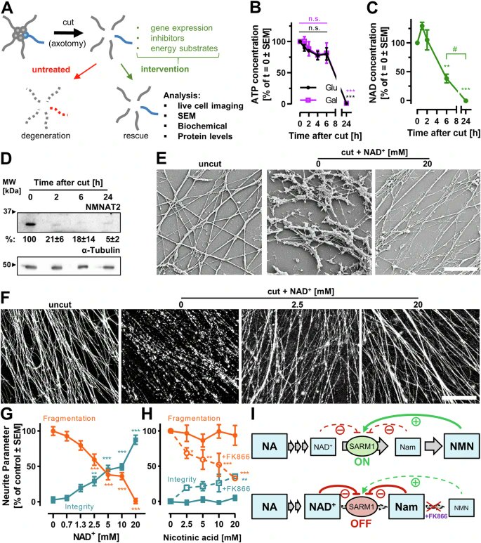 Programmed neurite degeneration in human central nervous system neurons driven by changes in NAD+ metabolism

nature.com/articles/s4141…