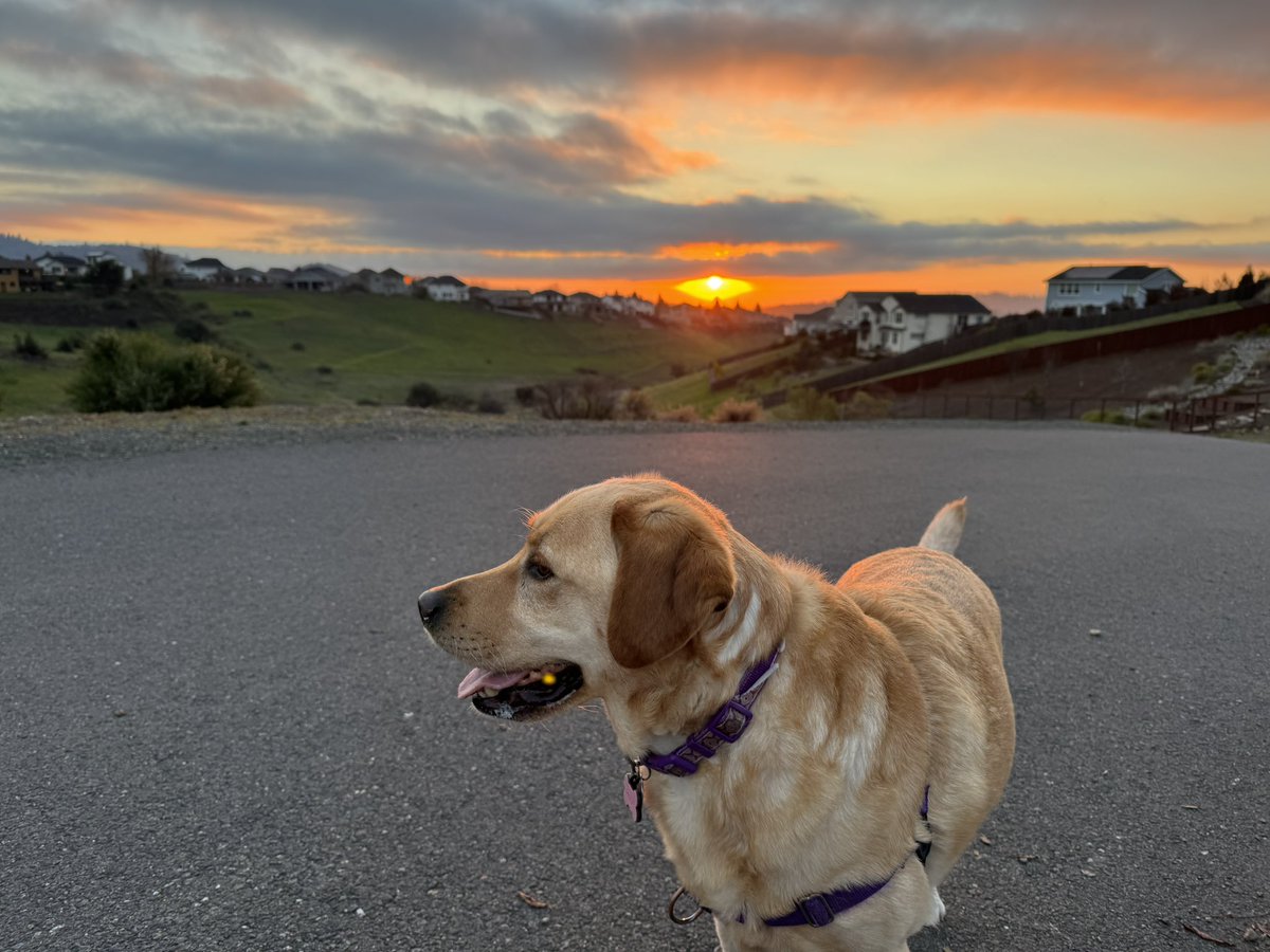 ckrilich's tweet photo. Another ho hum sunset 🌅 in Sonoma County with Rosie https://t.co/vHkRMa0UwT