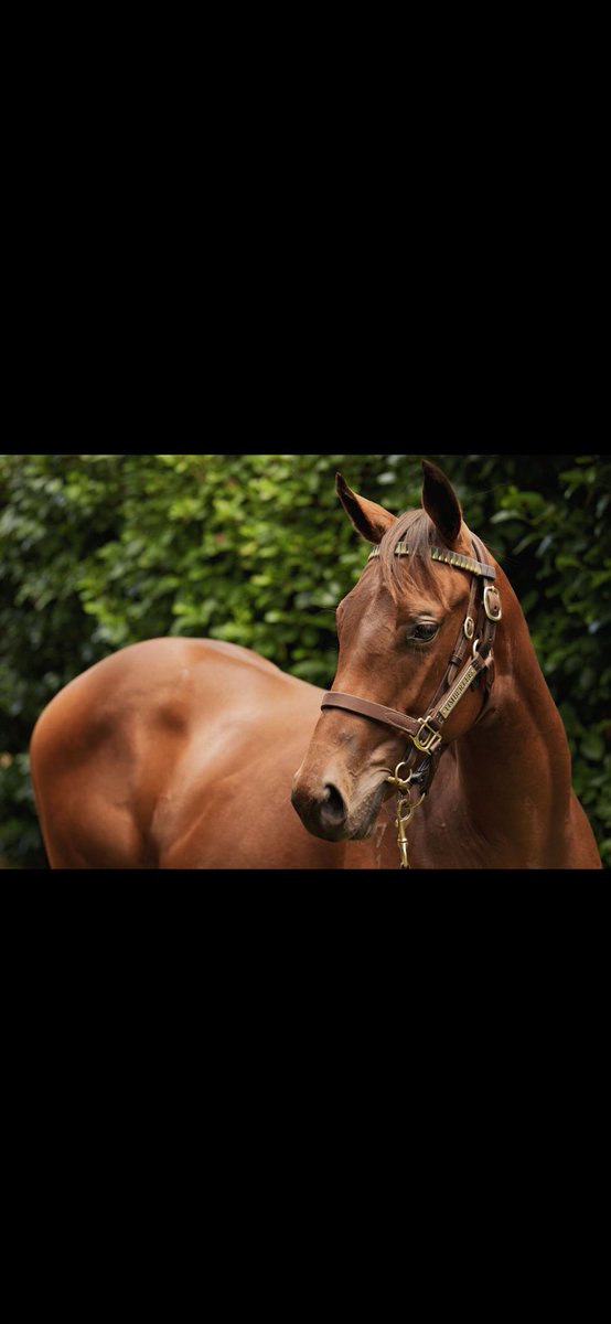 TimberleeTb's tweet photo. Last few shares available "from $10/weekHe is back in work and heading to trials in February this preparation then to race. 2.5%,5%,10% 
Few shares remain! Contact Lisa
NZTR Authorized Syndicator
Details of the Offer timberlee@xtra.co.nz or call /Txt 02194274 https://t.co/ce7aZa4YrS