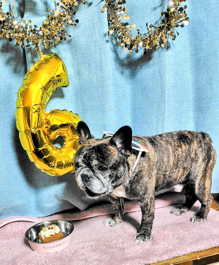 120mister's tweet photo. ミスター🐶🐯
6歳になりました🎈
おめでとう〜❤(ӦｖӦ｡)🎂💐
👏👏👏👏👏

お顔が白くなってきたけど
これからも元気いっぱい
楽しく過ごして欲しいです🥰
ｹｰｷ🎂はｻﾂﾏｲﾓのﾛｰﾙｹｰｷ🤤

庭のたくさんのアヒルさんも
お祝いしてくれてるよ🪿😂

#フレンチブルドック
#フレブル
#誕生日 https://t.co/tunKf9cN7u