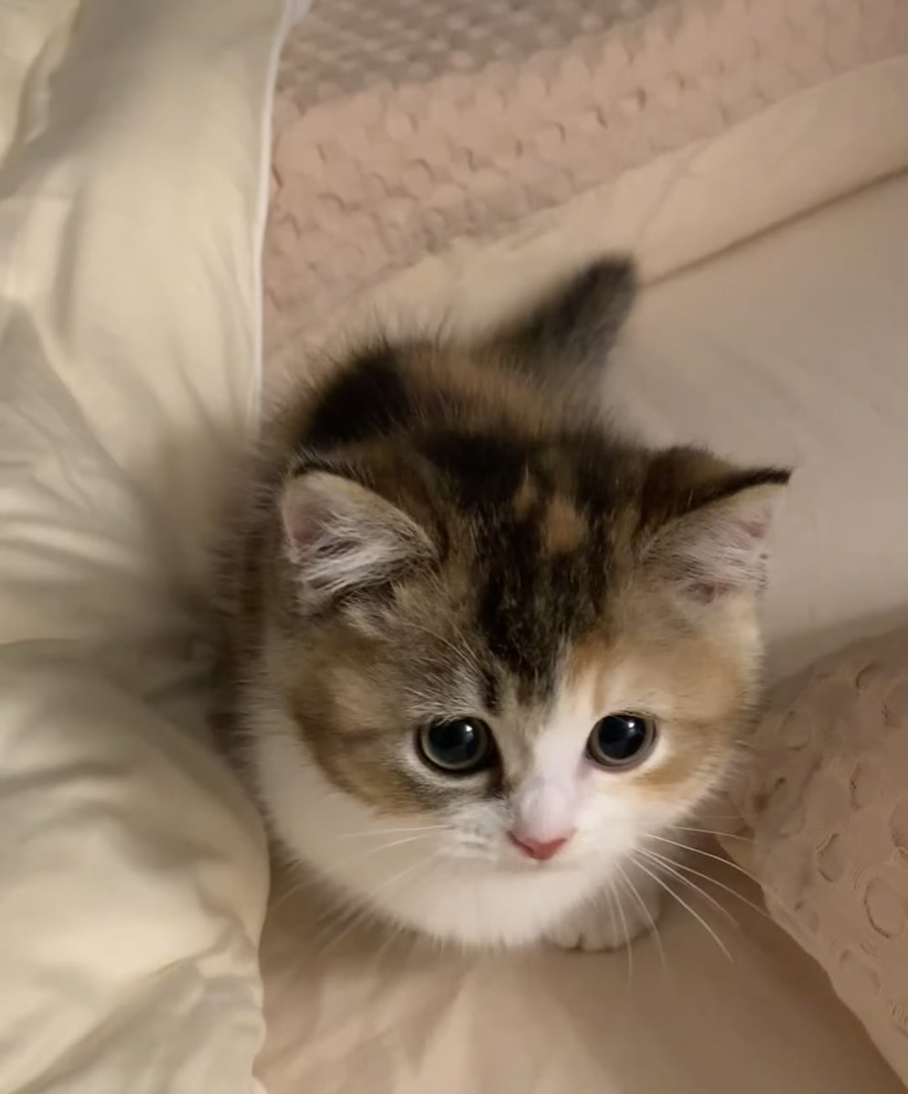 DonnaMartin87's tweet photo. What's with the cute kittens. #cats https://t.co/4OjjgjXXvJ
