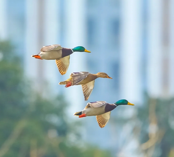 GreenMover88's tweet photo. What level of focusing is this? I just can't figure it out. Could an expert give me some pointers... #CanonCamera #SonyCamera #PanasonicCamera #Mallard https://t.co/CHeedqoLiV