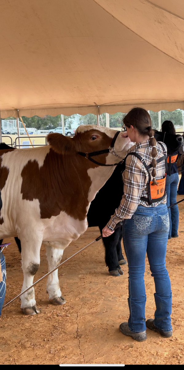 KaleighCasey10's tweet photo. Enjoyed showing Emmett 🐄 this weekend in the Mount Dora FFA Alumni Cattle show. My big guy weighed in at 1230lbs and we enjoyed our first showing experience together. 75 days until the Lake County Fair! #mountdoraFFA #DouglasCattleCompany #cattleshow https://t.co/MRe4N9D6zm