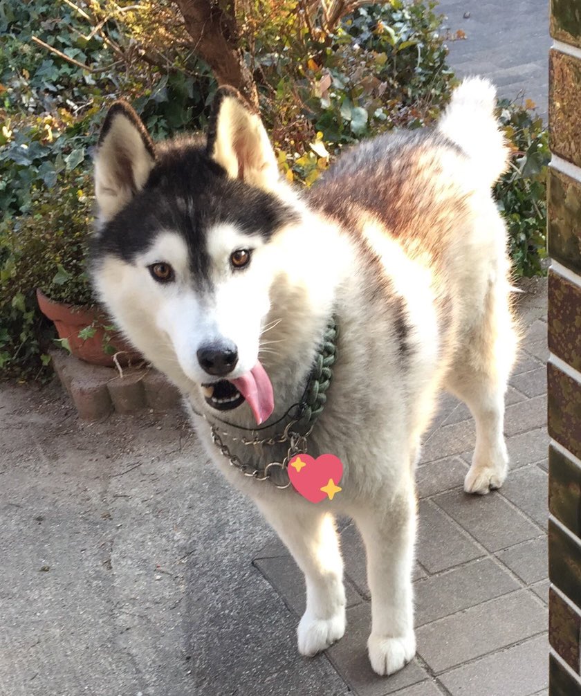 あ、そ、ぼー🎾
(なびくしたベロ)
byバルト
#シベリアンハスキー